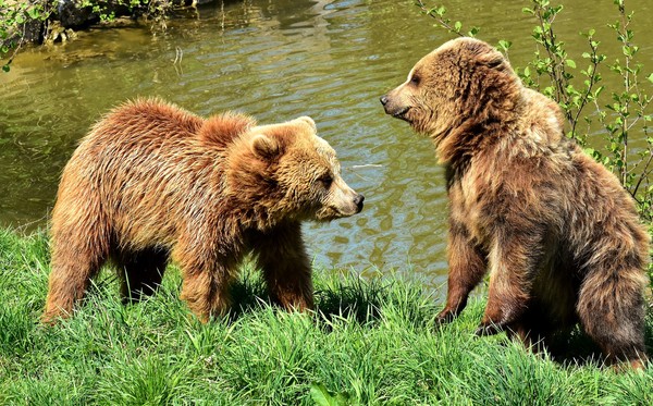 ▲▼西伯利亞兩名少年被熊追，爬上樹幸運逃生。（圖／取自免費圖庫pixabay）