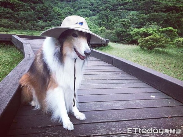 踏青被藍鵲巴頭，牧羊犬嚇到腳麻。（圖／翻攝自元元粉絲專頁）