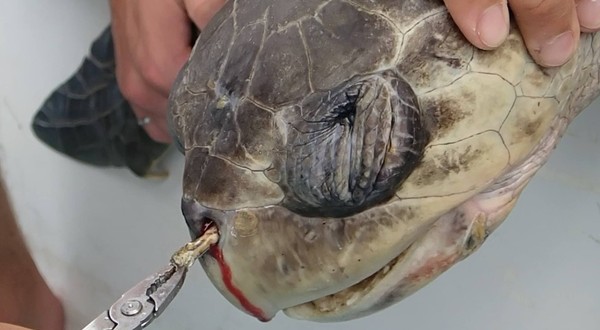 ▲▼欖蠵龜（Olive Ridley sea turtle）鼻孔卡住一根10公分塑膠吸管，痛苦地緊閉雙眼、不斷掙扎。（圖／翻攝自Leatherback Trust官方臉書粉絲專頁）