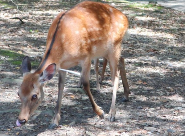 鹿的脖子上刺著1支長約15公分的白色箭矢。（翻攝朝日新聞）