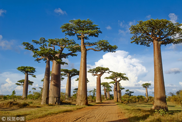 ▲▼馬達加斯加的猴麵包樹。（圖／CFP）