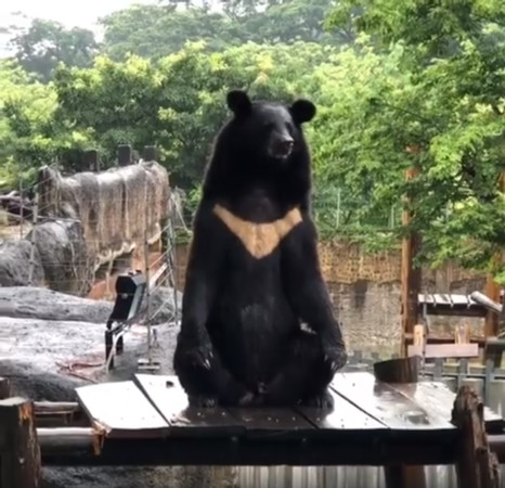 ▲▼台灣黑熊「波比」雨中打坐。（圖／翻攝自壽山動物園粉專）