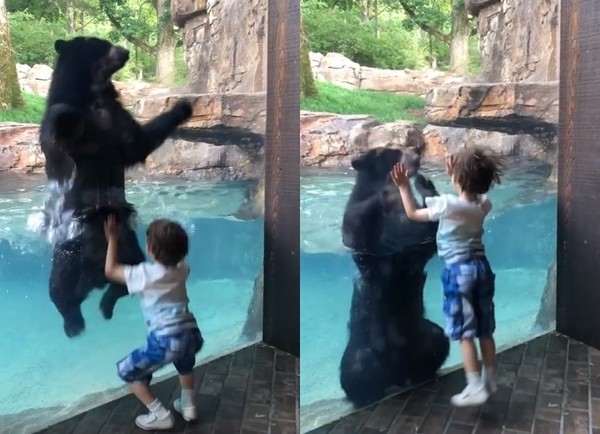 ▲▼ 美國田納西州納什維爾動物園（Nashville Zoo）一段黑熊與男童的「跳高比賽」在網路瘋傳，短短幾天，觀看次數就已衝破91萬。（圖／翻攝自臉書／Patrick Parker）