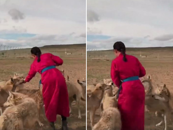 餓狼搶點心...遭蒙古少女過肩摔。（圖／翻攝自網友Бэкү Бядаа臉書）