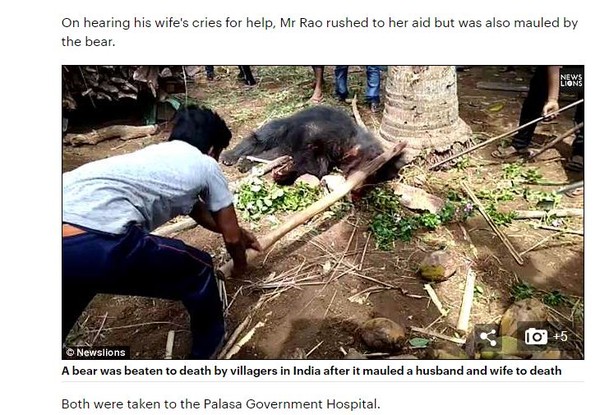 印度一名40歲的烏爾米拉（Baipilli Urmila）婦人在外出倒垃圾時，不慎遭到野熊攻擊，她的丈夫拉歐（Baipilli Tirupati Rao）聽到求救聲後，帶著村民連忙趕到現場，但沒想到，自己卻被野熊攻擊喪命。（圖／翻攝自每日郵報）