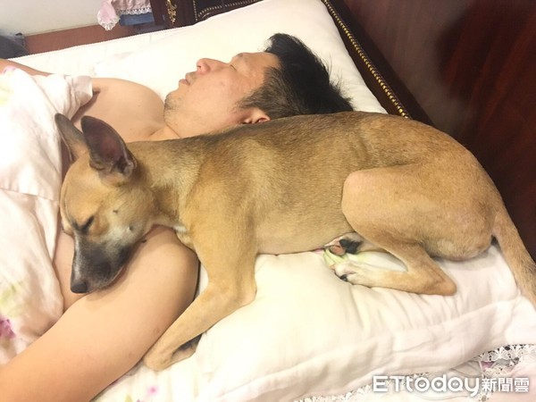 ▲小三爬上床！愛犬頭饋爸肩上甜睡　媽求救：有好律師嗎？（圖／網友葉小花授權提供）