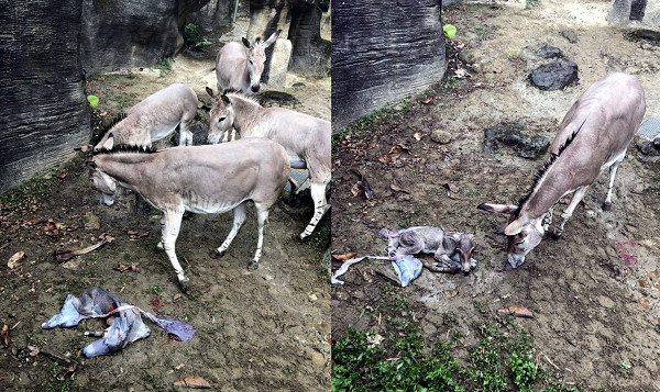 ▲非洲野驢突產子！飼育員抱幼仔直奔欄舍　直擊遊客：好幸運。（圖／台北市立動物園提供）