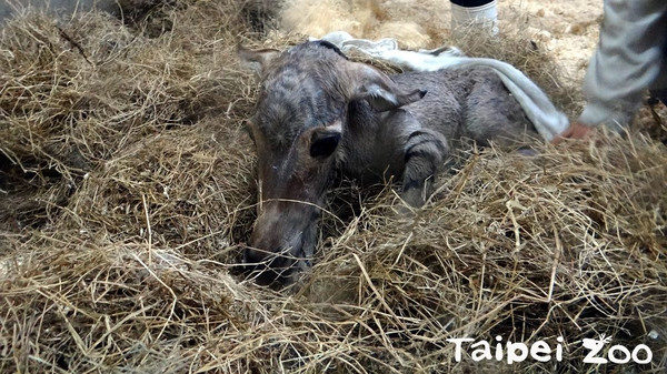 ▲非洲野驢突產子！飼育員抱幼仔直奔欄舍　直擊遊客：好幸運。（圖／台北市立動物園提供）