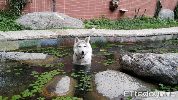 文元國小校犬畢業！校長親自撥穗。（圖／授權於文元國小，請勿隨意翻拍，以免侵權。）