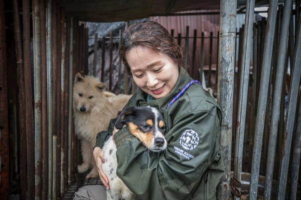 ▲▼ HSI在南韓營救超過50隻食用犬（圖／翻攝自HSI臉書）