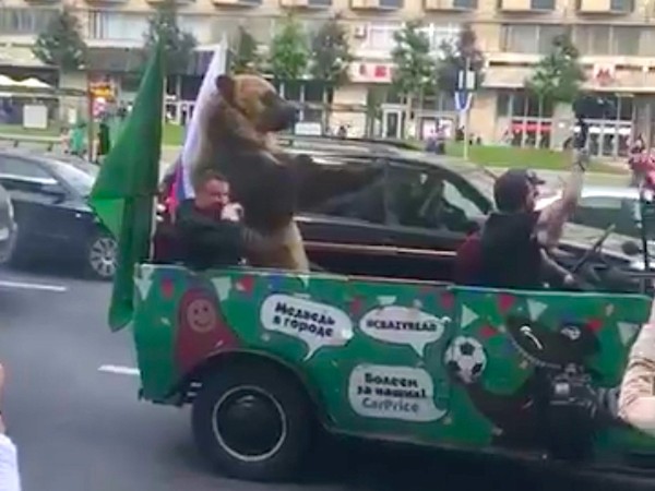 ▲▼         熊吹巫巫茲拉慶祝俄羅斯贏球    。（圖／取自推特用戶 Peter Staunton）