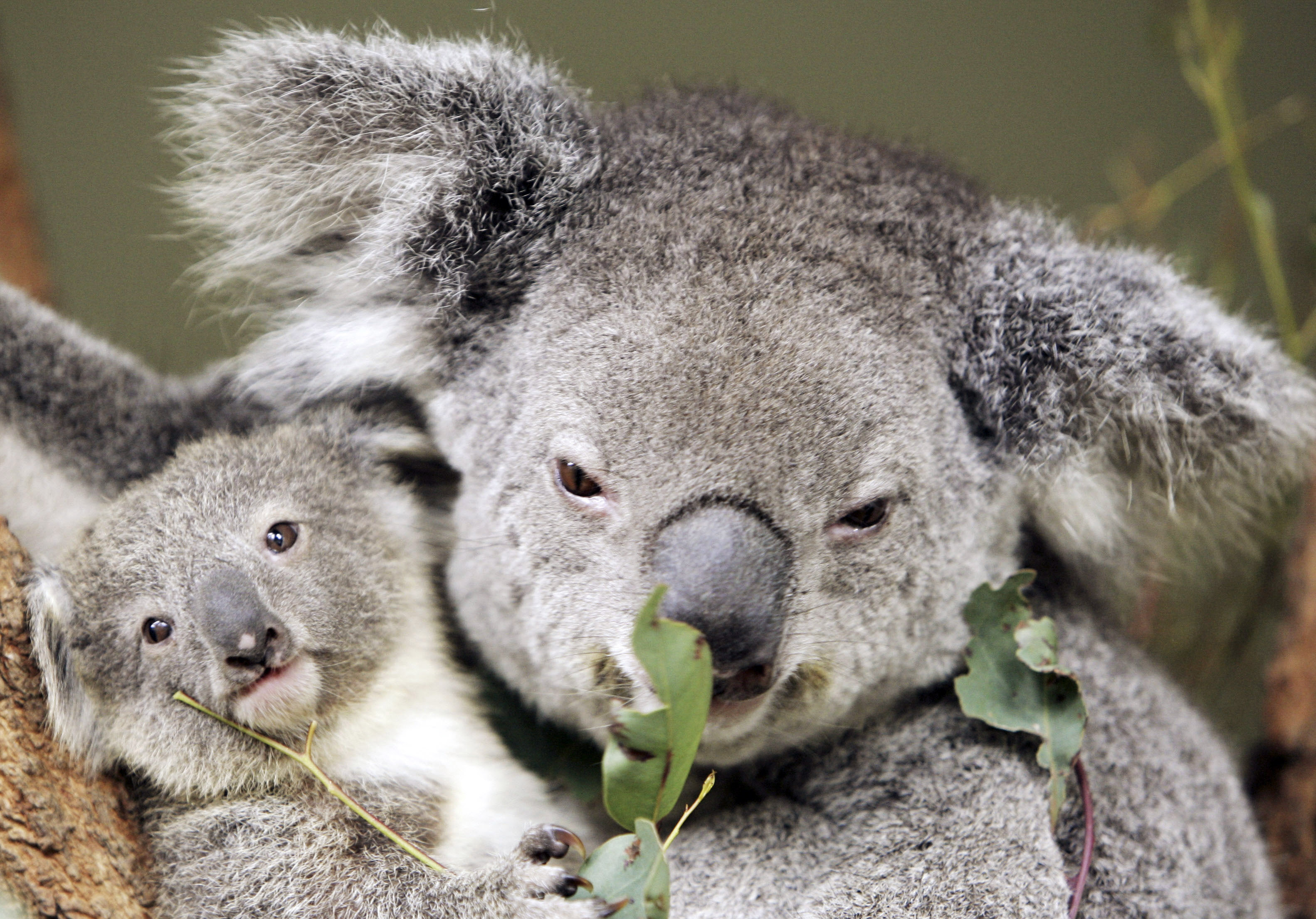 Звук коалы. Животные Австралии коала. Коала сумчатое. Коала эвкалиптовый мишка. Коала самец.
