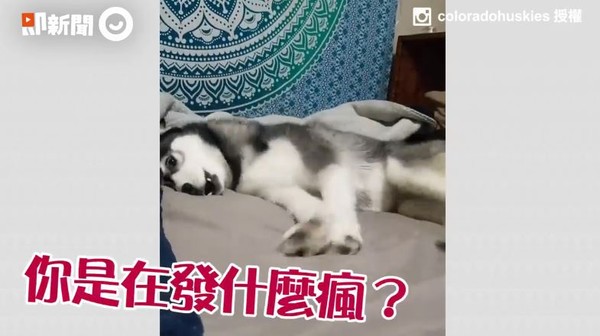 ▲二哈正能量釋放！暴風式狂跳還碎碎念，爸傻眼：瘋了嗎？（圖／IG「coloradohuskies」授權提供，請勿隨意翻拍，以免侵權。）