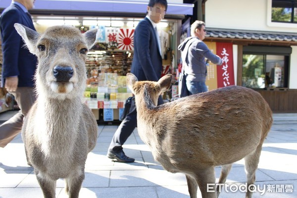 奈良公園飛火野吹號招鹿，鹿寄せ，招鹿大會（圖／記者蔡玟君攝）1205774