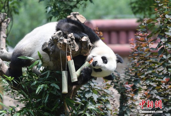▲▼大熊貓爬上爬下吃「竹筒粽子」。（圖／翻攝自中新網）