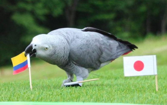 ▲通靈鸚鵡預測日本首戰敗給哥倫比亞。（圖／翻攝自推特Mulboyne）