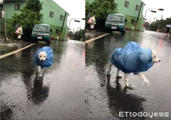 ▲一朵「藍色小花」雨中踢正步！腳套檳榔袋：整個馬路都我家。（圖／網友Mia Mia提供，請勿隨意翻拍，以免侵權。）