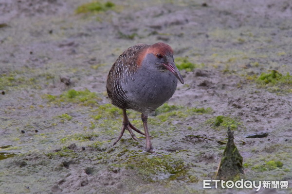 ▲學甲濕地生態園區有台灣濕地唯一發現的「灰胸秧雞」保育鳥種。