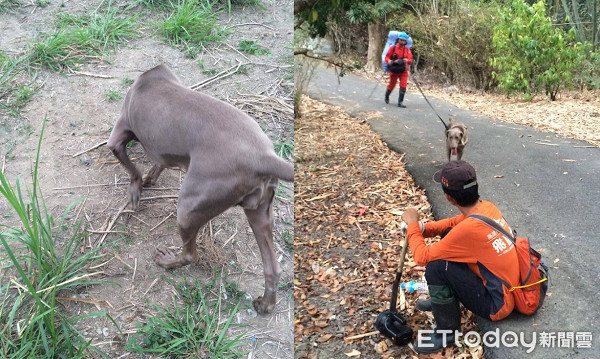 ▲分屍木屋狂嗅！搜救犬「林志玲」靠氣味建構路徑　尋獲率達7成。（圖／搜救犬-林志玲遊俠救援  knight-errant SAR Dog粉專授權提供）