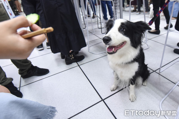 ▲▼ETtoday寵物日,狗,寵物,毛小孩。（圖／記者李毓康攝）