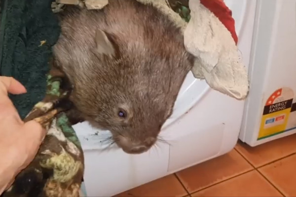 袋熊爬洗衣機。（圖／翻攝自Sleepy Burrows Wombat Sanctuary）