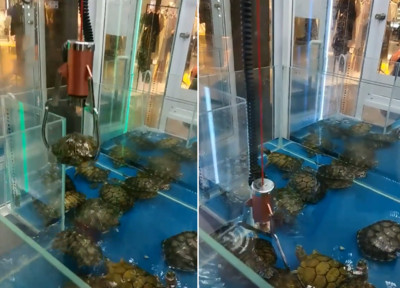 妹妹抖音开心录「学猫叫」!妈妈全裸出浴入境