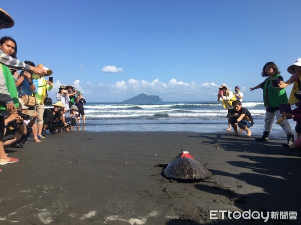 ▲海龜「魷魚絲」終於報平安！65天洄游3000KM，解開生態之謎。（圖／林務局提供）