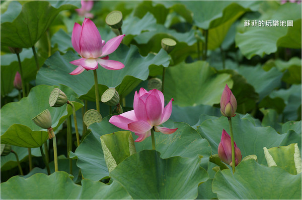 ▲三重 疏洪荷花公園。（圖／蘇菲的玩樂地圖提供）