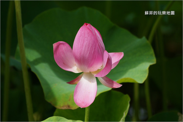 ▲三重 疏洪荷花公園。（圖／蘇菲的玩樂地圖提供）