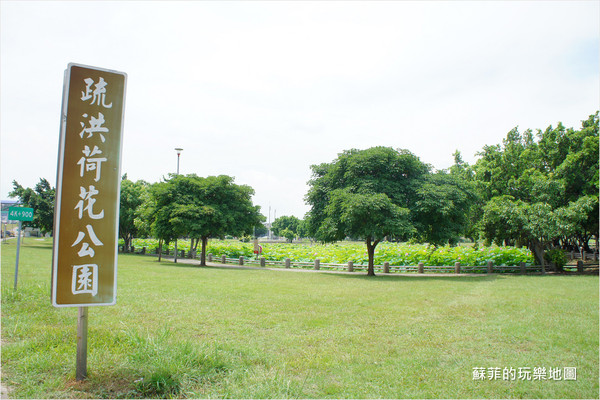 ▲三重 疏洪荷花公園。（圖／蘇菲的玩樂地圖提供）