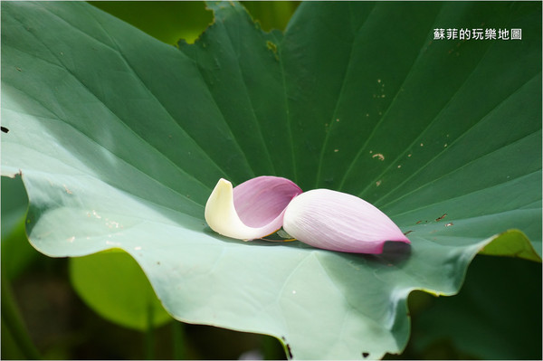 ▲三重 疏洪荷花公園。（圖／蘇菲的玩樂地圖提供）