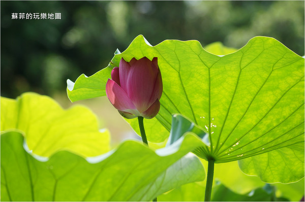 ▲三重 疏洪荷花公園。（圖／蘇菲的玩樂地圖提供）