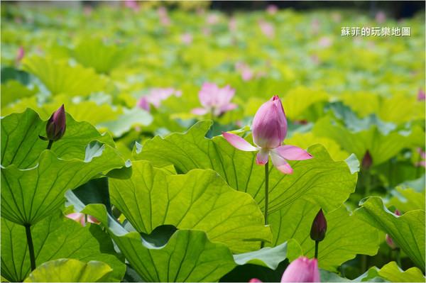 ▲三重 疏洪荷花公園。（圖／蘇菲的玩樂地圖提供）