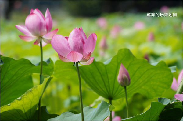 ▲三重 疏洪荷花公園。（圖／蘇菲的玩樂地圖提供）