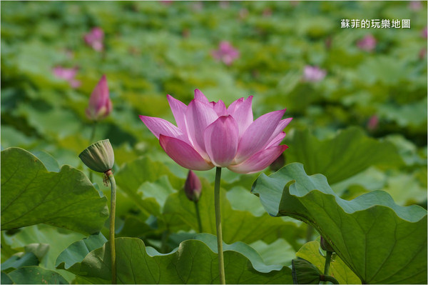 ▲三重 疏洪荷花公園。（圖／蘇菲的玩樂地圖提供）