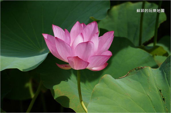 ▲三重 疏洪荷花公園。（圖／蘇菲的玩樂地圖提供）