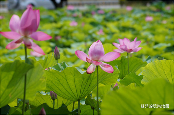 ▲三重 疏洪荷花公園。（圖／蘇菲的玩樂地圖提供）