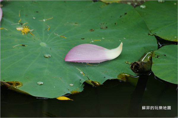 ▲三重 疏洪荷花公園。（圖／蘇菲的玩樂地圖提供）