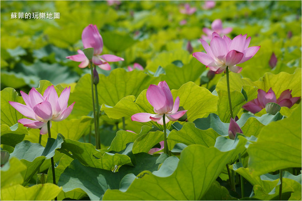 ▲三重 疏洪荷花公園。（圖／蘇菲的玩樂地圖提供）