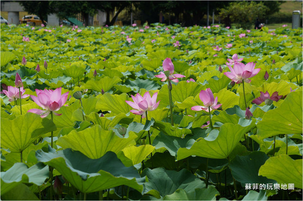 ▲三重 疏洪荷花公園。（圖／蘇菲的玩樂地圖提供）