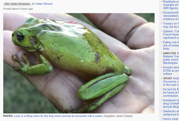 ▲▼樹蛙被蛇吞進肚後，CPR成功死裡逃生。（圖／翻攝自澳洲廣播公司）