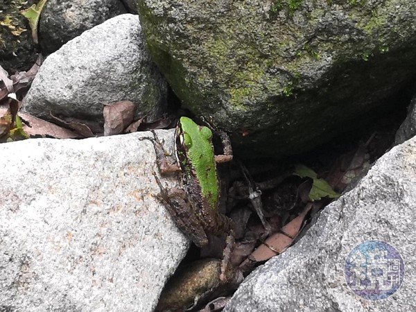 「斯文豪氏赤蛙」常出現在溪水、瀑布邊。