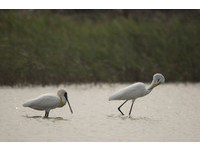紀錄片出現「台南三寶」！狂奪休士頓影展「金牌獎」