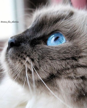 眼睛裡藏海洋。網：馬祖來的貓！（圖／翻攝自Instagram@mona_the_siberian）