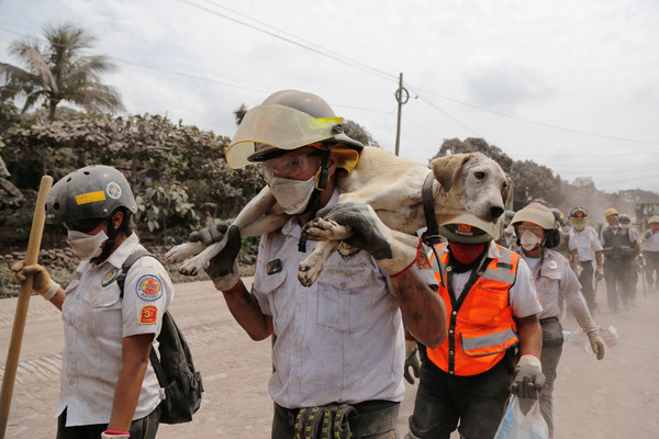 瓜地馬拉火山爆發，救援動物。（圖／路透）
