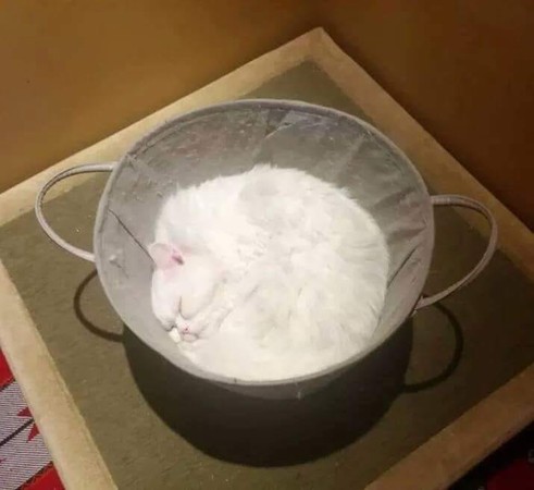 ▲▼網友貼出一隻白貓睡在籃子裡，激像麵粉網友推爆。（圖／翻攝自爆笑公社）