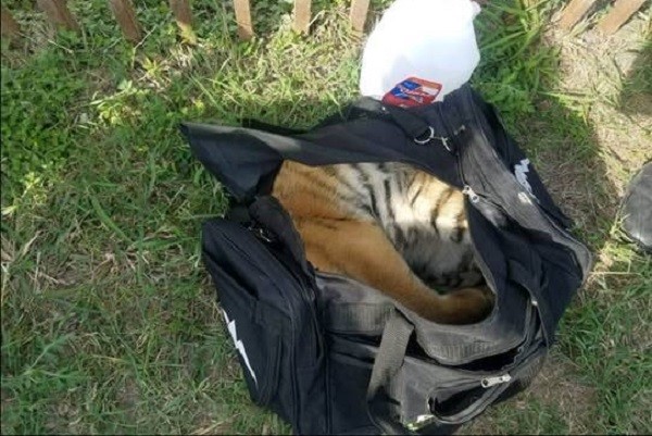 小老虎被打包丟掉。（圖／翻攝自推特／@CBPRGV）