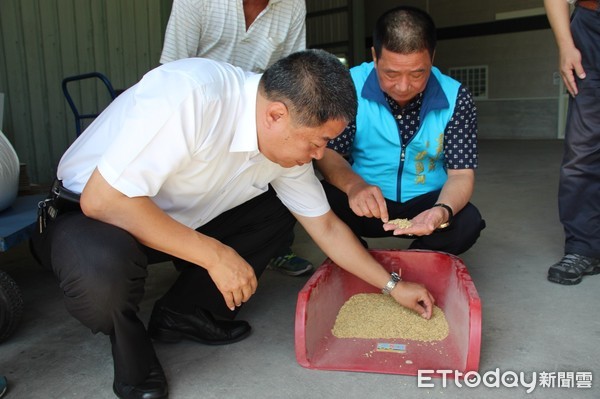 台東市長張國洲到台東地區農會乾燥廠視察濕穀乾燥作業，實地查看後知道濕穀的數量龐大，特別拜託中興米協助收購濕穀及進行銷售。（圖／台東市公所提供 下同）