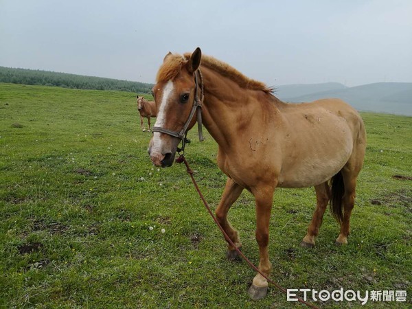 ▲「天空草原」圈養馬匹，無拘無束地生活在當地。（圖／記者蔡浩祥攝）