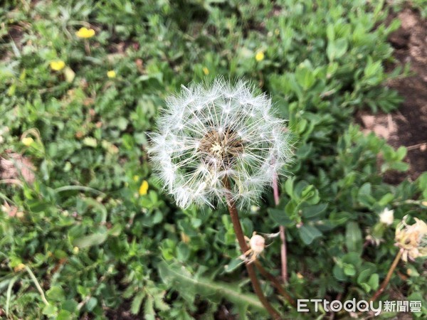 ▲「天空草原」長滿著蒲公英。（圖／記者蔡浩祥攝）